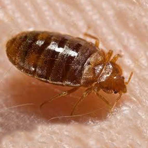 DSR Pest Management Inc. project