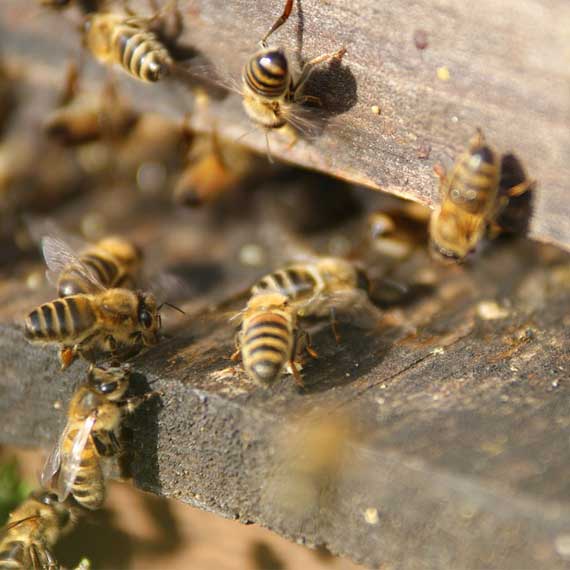 DSR Pest Management Inc. project