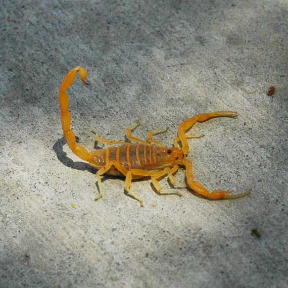 DSR Pest Management Inc. project