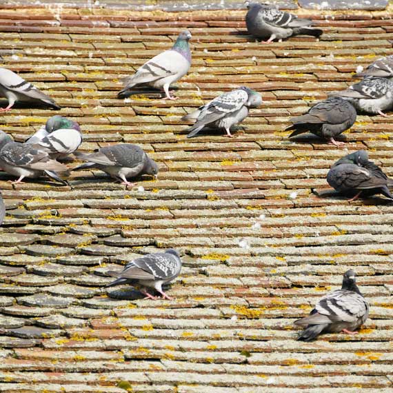 DSR Pest Management Inc. project